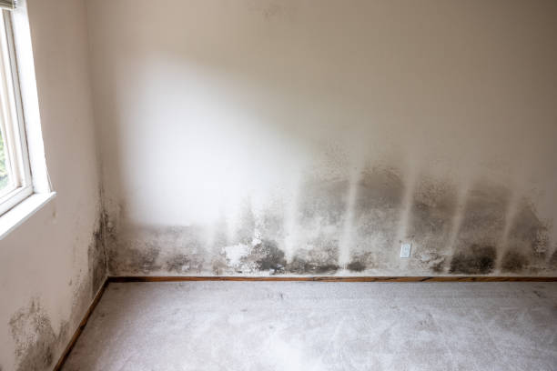 Best Indoor Air Quality Assessment  in Ken Caryl, CO